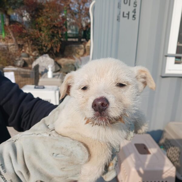 상주시 동물보호센터에서 보호하고 있는 유기된 강아지안내.