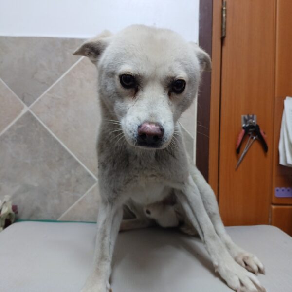 행복한동물병원에서 보호중인 유기된 강아지안내.