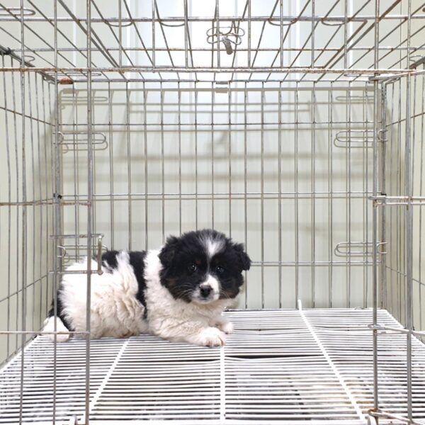 위더스 동물보호센터에서 보호중인 유기된 강아지안내합니다.