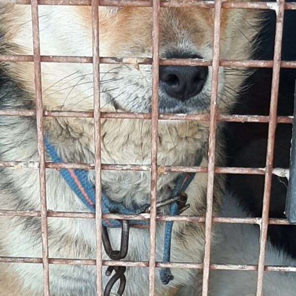 신안군유기동물보호소에서 보호하고 있는 유기된 강아지정보.