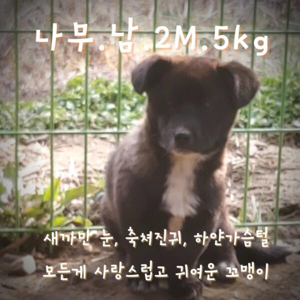 장성군동물보호센터에서 보호하고 있는 유기된 강아지정보.