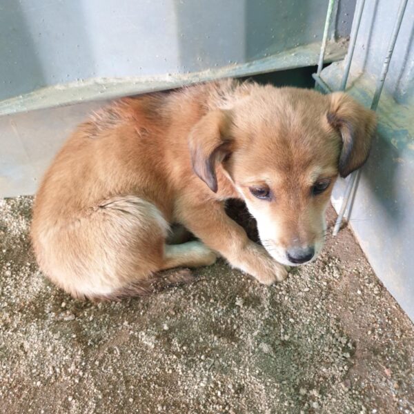 청도군동물보호소에서 보호중인 유기된 강아지안내.