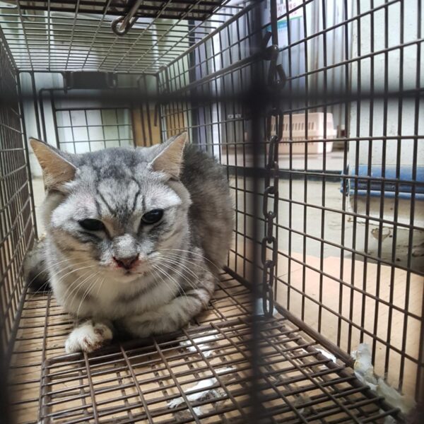 평택시유기동물보호소에서 보호하고 있는 유기된 고양이안내.