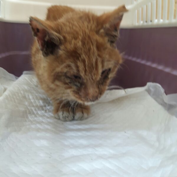 강남동물병원에서 보호하고 있는 유기된 고양이소개합니다.
