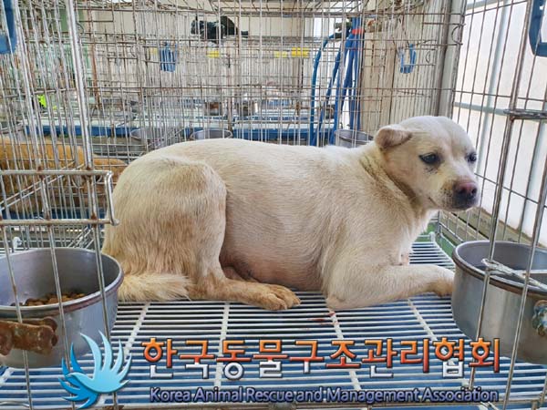 한국동물구조관리협회에서 보호중인 유기된 강아지안내합니다.