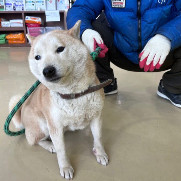 박영재동물병원에서 보호하고 있는 유기된 강아지입니다.