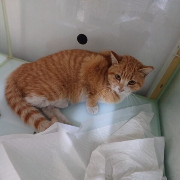 행복한동물병원에서 보호중인 유기된 고양이안내드립니다.