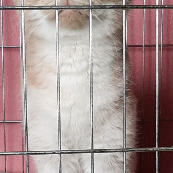 목포시유기동물보호소에서 보호중인 유기된 고양이안내.