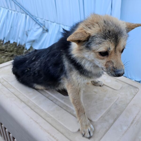진안군유기동물보호소에서 보호하고 있는 유기된 강아지안내드립니다.