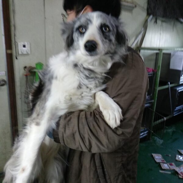 인천광역시수의사회에서 보호하고 있는 유기된 강아지입니다.