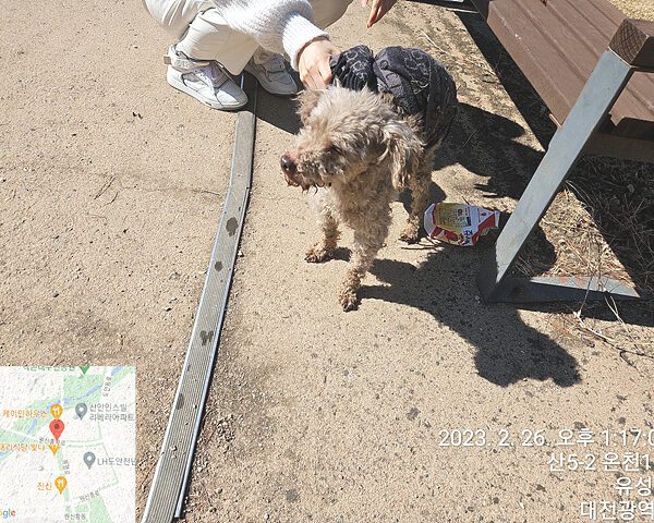대전동물보호센터에서 보호하고 있는 유기된 강아지소개합니다.