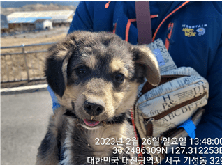대전동물보호센터에서 보호하고 있는 유기된 강아지안내드립니다.