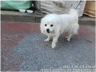 대전동물보호센터에서 보호하고 있는 유기된 강아지안내드립니다.