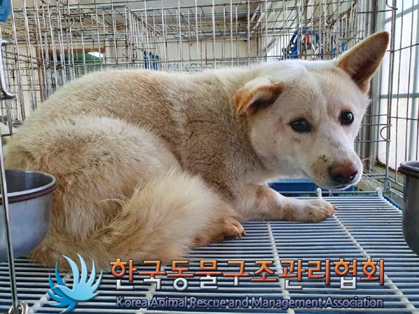 한국동물구조관리협회에서 보호하고 있는 유기된 강아지입니다.
