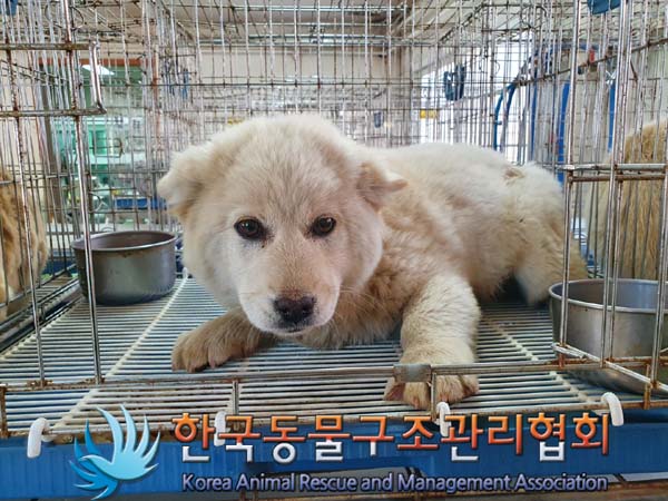 한국동물구조관리협회에서 보호하고 있는 유기된 강아지안내드립니다.