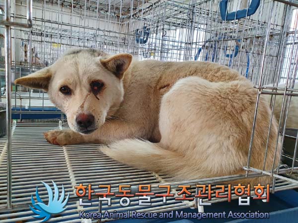 한국동물구조관리협회에서 보호중인 유기된 강아지정보.