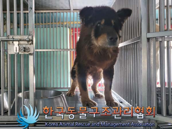 한국동물구조관리협회에서 보호중인 유기된 강아지안내합니다.