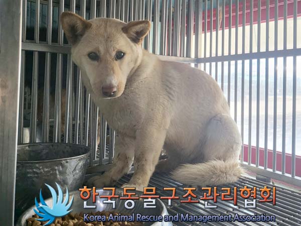 한국동물구조관리협회에서 보호하고 있는 유기된 강아지안내.