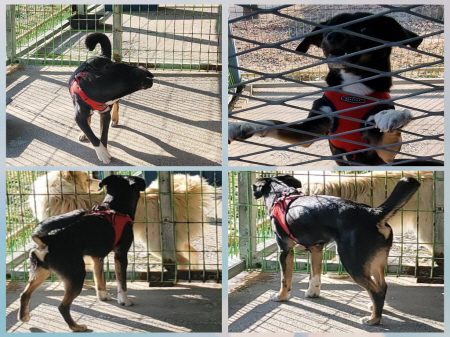 원주유기동물보호센터에서 보호중인 유기된 강아지안내.