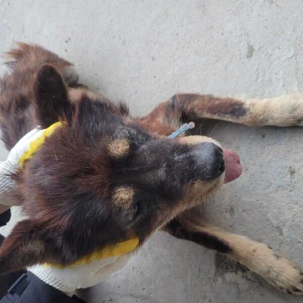 창녕 유기동물보호소에서 보호중인 유기된 강아지안내.